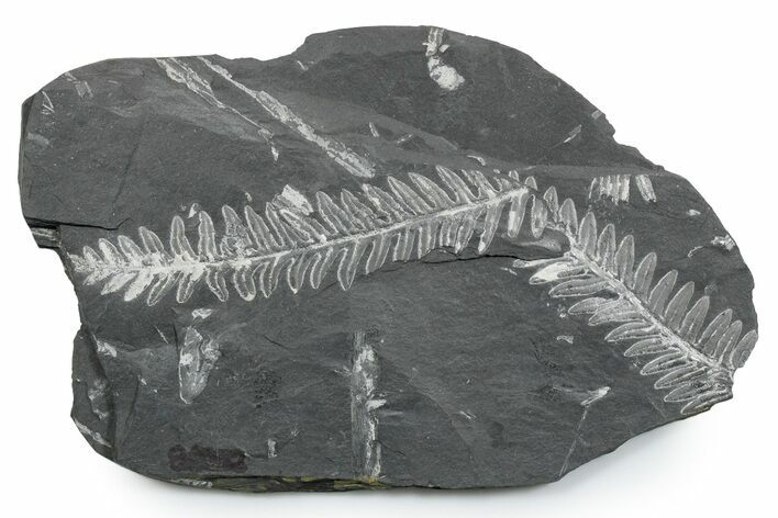 Fossil Seed Fern (Alethopteris) Plate - Pennsylvania #352350
